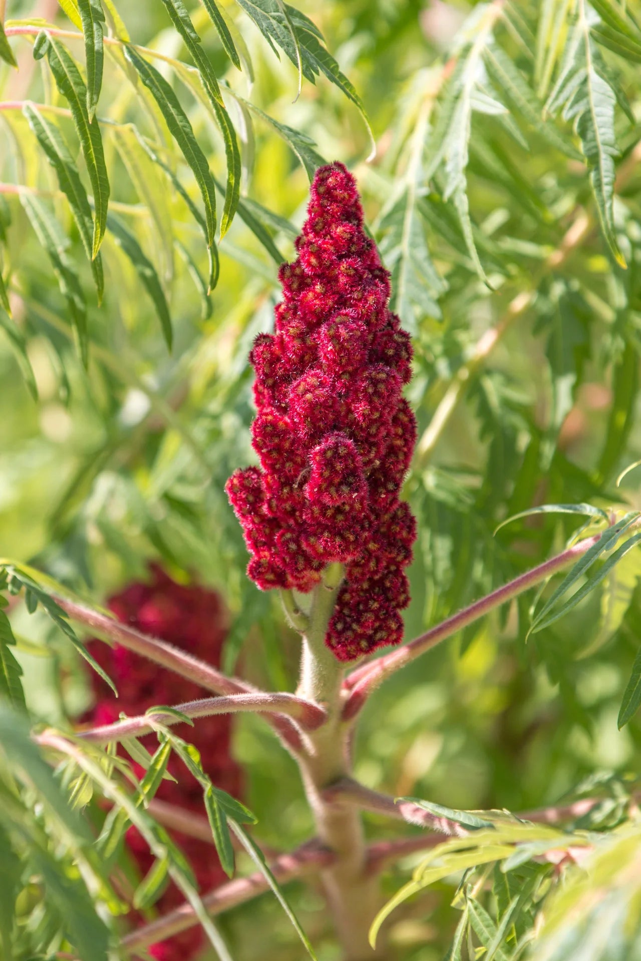 "Red Typhina Flower seeds for Planting - Hardy Variety, Heirloom & GMO Free Seeds for Home Garden