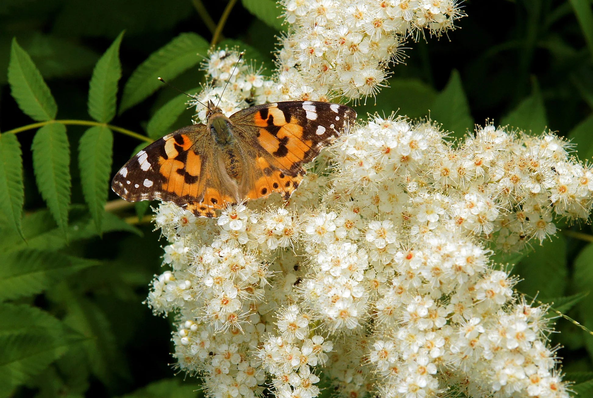 White Sumac Flower seeds for Planting - Drought Tolerant, Heirloom & GMO Free Seeds for Home Garden