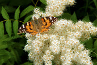 White Sumac Flower seeds for Planting - Drought Tolerant, Heirloom & GMO Free Seeds for Home Garden