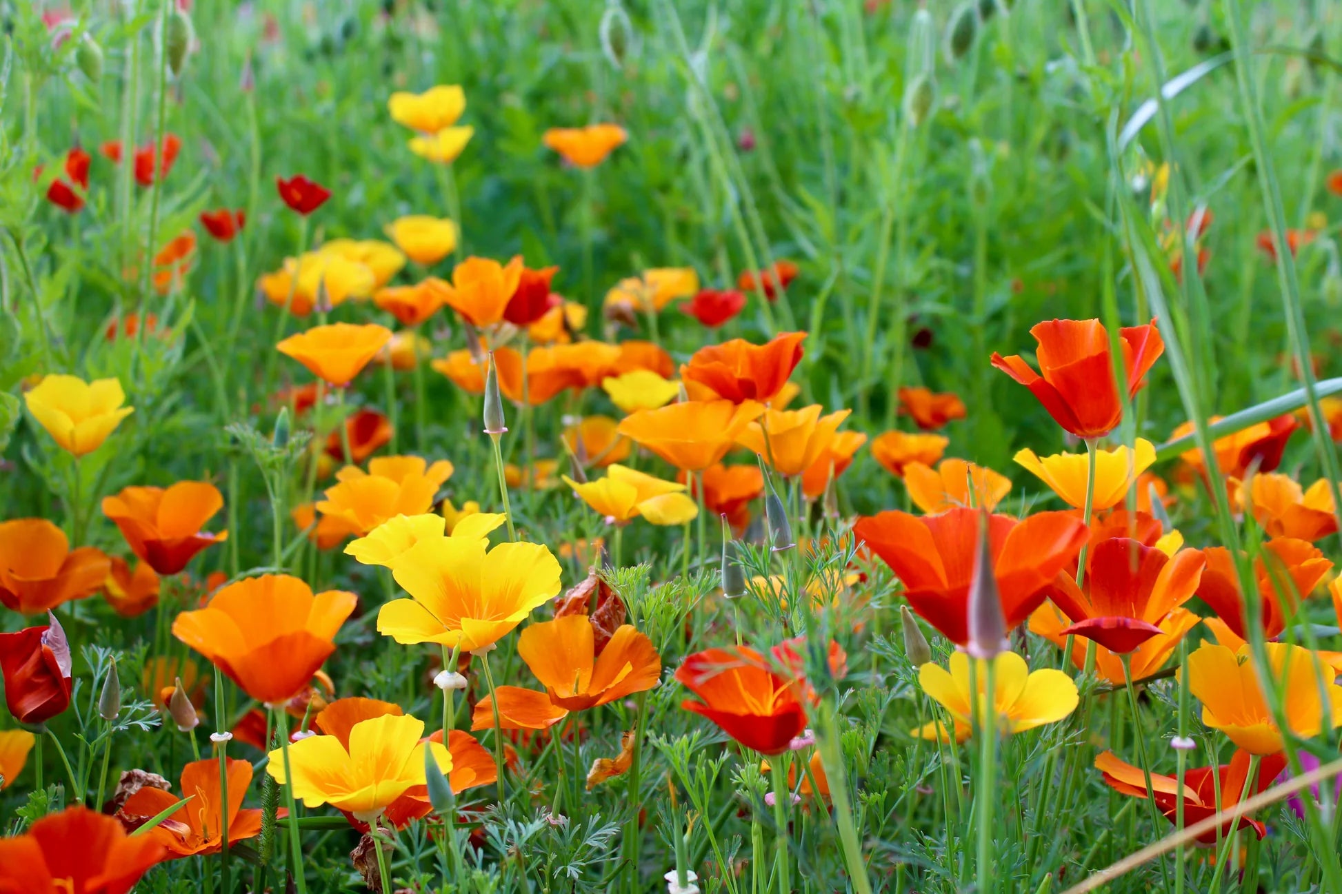 Ballerina Mix Poppy Seeds for Elegant, Colorful Poppy Flowers