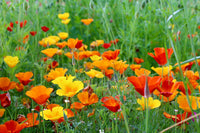 Ballerina Mix Poppy Seeds for Elegant, Colorful Poppy Flowers