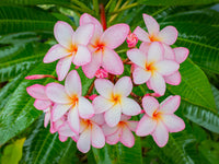 Peach Frangipani Flower Seeds for Planting