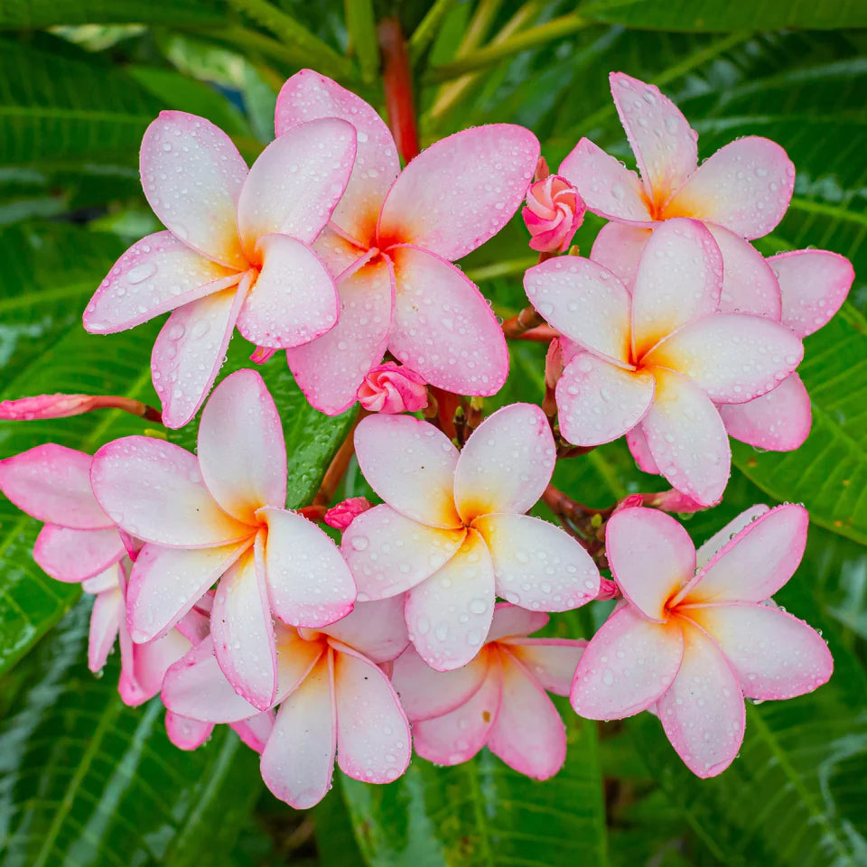 Mixed Frangipani Flower seeds for Planting - Vibrant Colors, Heirloom & GMO Free Seeds for Home Garden