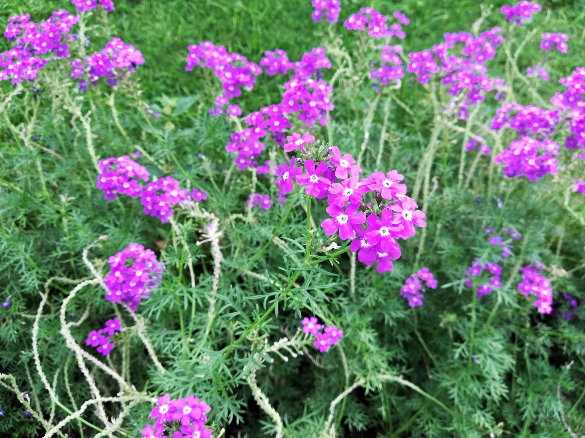 Purple Moss Verbena Flower seeds for Planting - Pollinator Friendly, Heirloom & GMO Free Seeds for Home Garden