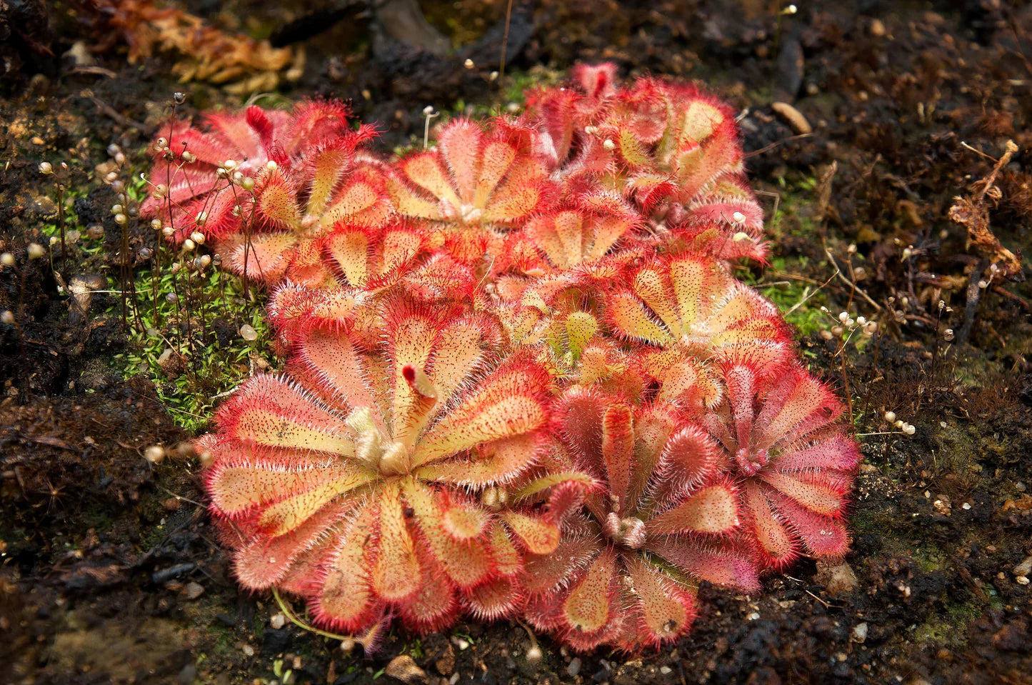 Red Yellow Sundew Flower seeds for Planting Sun Loving Heirloom & GMO Free Seeds for Home Garden