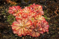 Red Yellow Sundew Flower seeds for Planting Sun Loving Heirloom & GMO Free Seeds for Home Garden