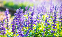 Sage Seeds for Planting  Perennial Garden Beauty