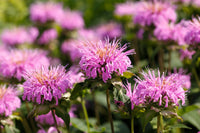 Monarda Bee Balm Mix Seeds for Pollinator-Friendly Flowers