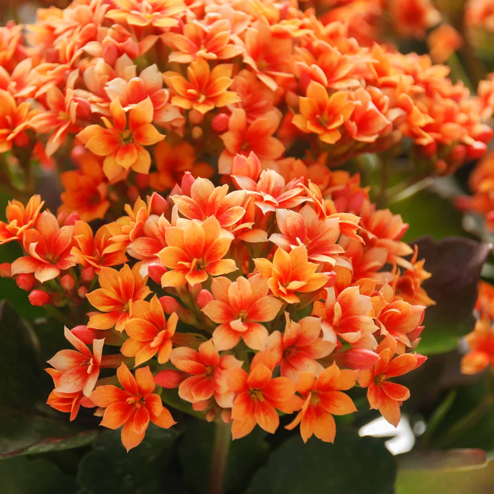 Kalanchoe Red Orange Flower seeds for Planting - Pollinator Friendly, Heirloom & GMO Free Seeds for Home Garden