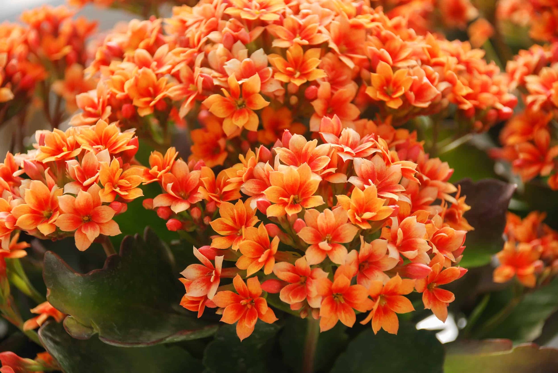 Kalanchoe Flower seeds for Planting - Seasonal Bloomer, Heirloom & GMO Free Seeds for Home Garden