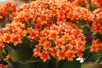 Mixed Kalanchoe Flower seeds for Planting Cut Flower Favorite Heirloom & GMO Free Seeds for Home Garden 
 
 Sale