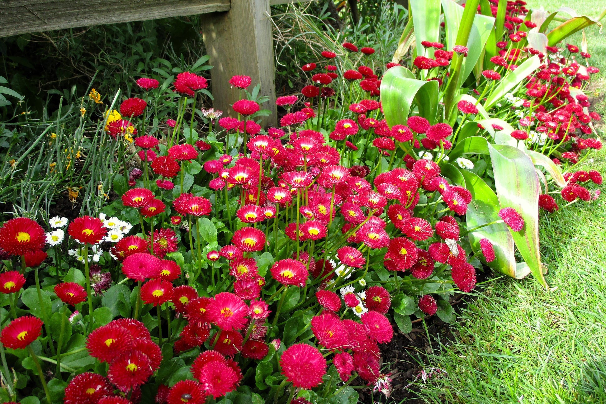 Red Daisy Bellis perennis Seeds for Planting flower bed pollinator garden