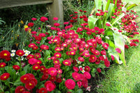 Red Daisy Bellis perennis Seeds for Planting flower bed pollinator garden