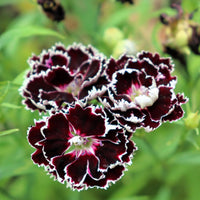Black White Dianthus Flower seeds for Planting - Fragrant Blossoms, Heirloom & GMO Free Seeds for Home Garden