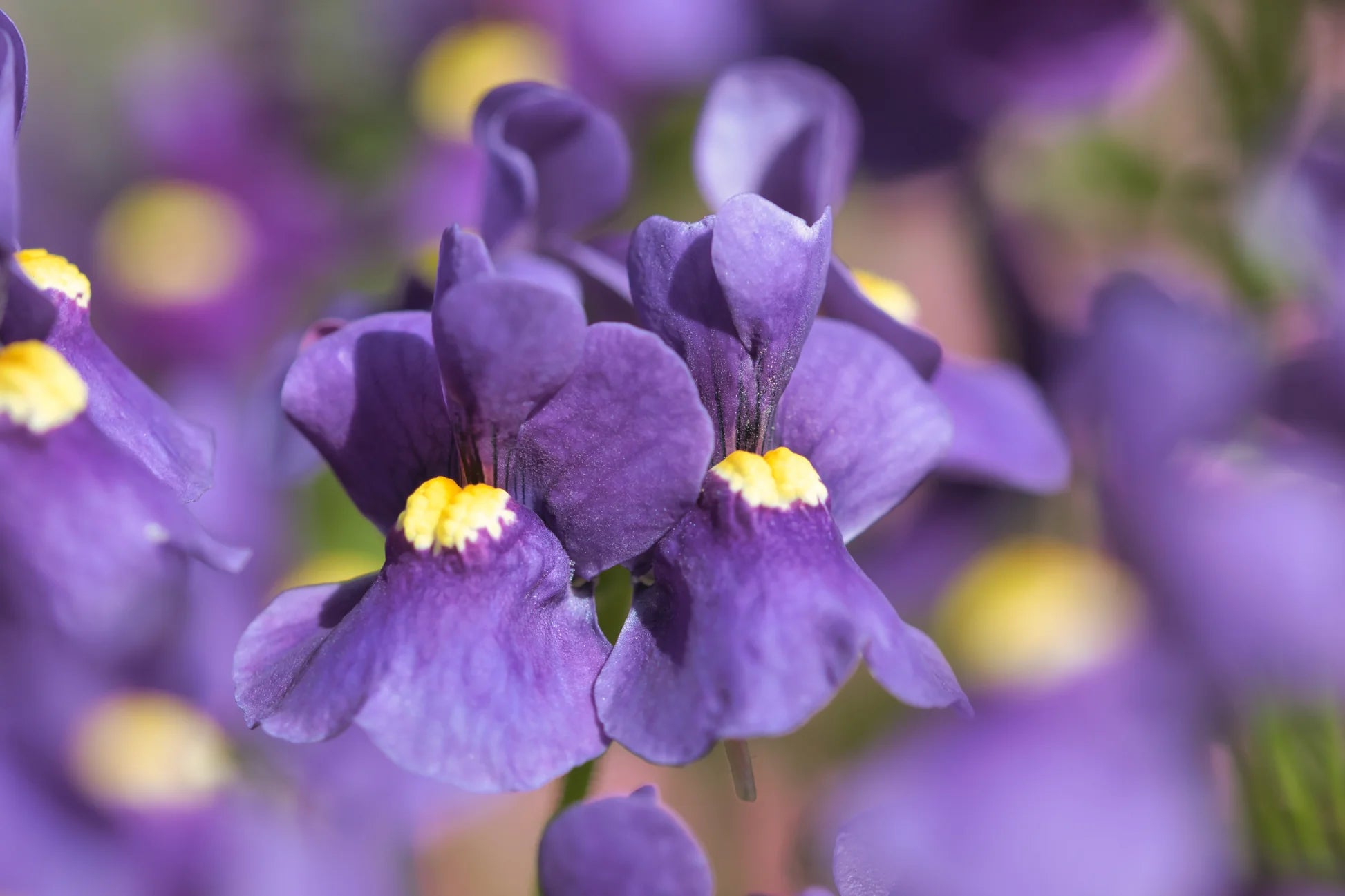 Purple Nemesia Strumosa Flower seeds for Planting Premium Quality Heirloom & GMO Free Seeds for Home Garden
 
 Sale