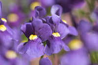 Purple Nemesia Strumosa Flower seeds for Planting Premium Quality Heirloom & GMO Free Seeds for Home Garden
 
 Sale