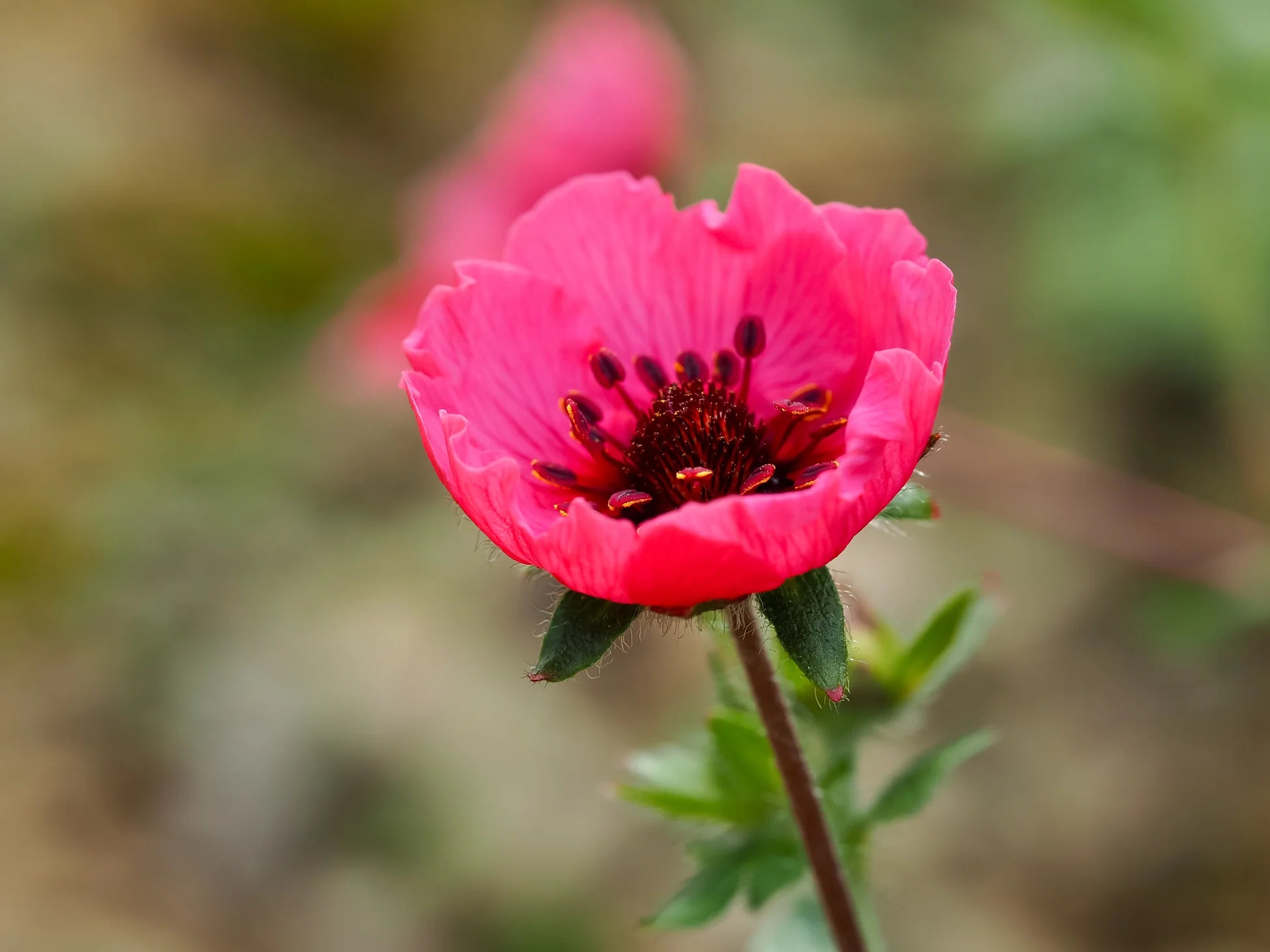 Pink Cinquefoil Flower seeds for Planting - Hardy Variety, Heirloom & GMO Free Seeds for Home Garden