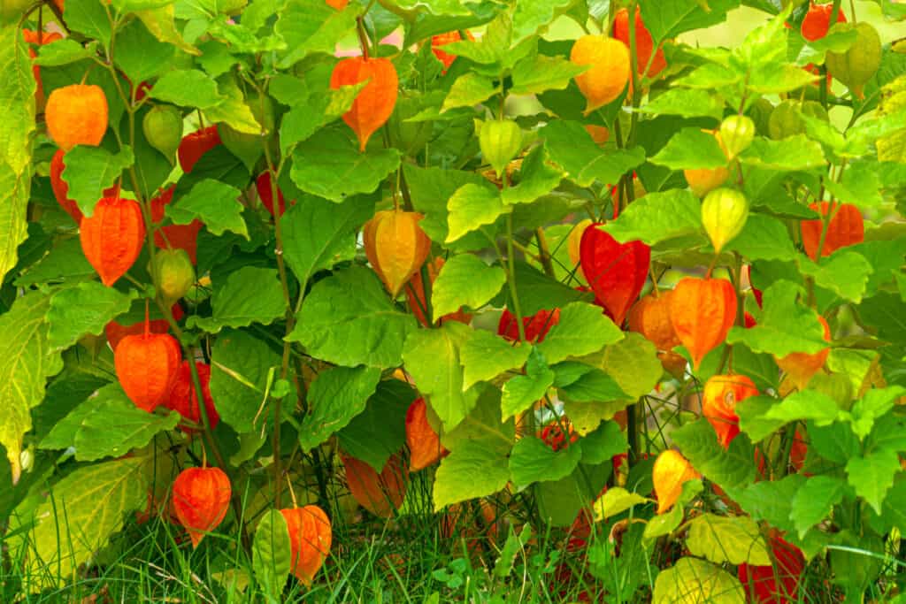 Orange Tomatillo Seeds for Easy Planting