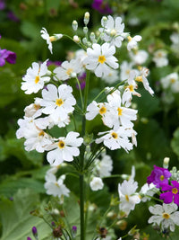 Primula Flower seeds for Planting Garden Favorite Heirloom & GMO Free Seeds for Home Garden 
 
 Sale