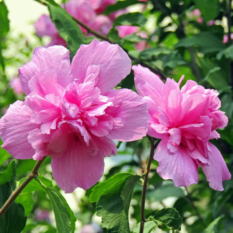 Sharon Flower seeds for Planting Wildflower Mix Heirloom & GMO Free Seeds for Home Garden