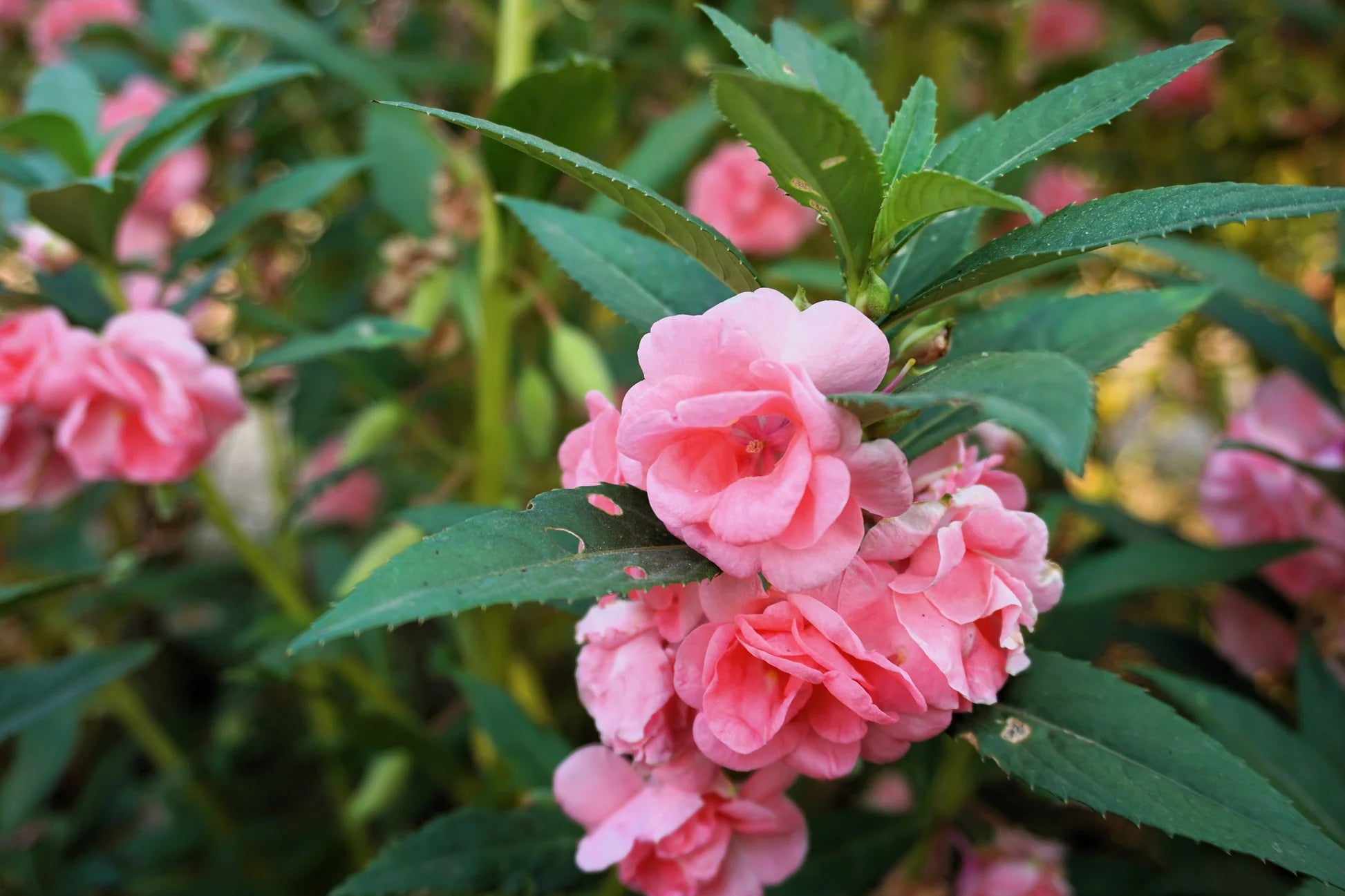 Balsam Camellia Flower seeds for Planting Cut Flower Favorite Heirloom & GMO Free Seeds for Home Garden