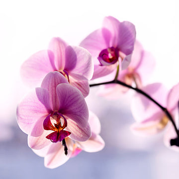 Monkey Face Light Pink Orchids Flower seeds for Planting - Hardy Variety, Heirloom & GMO Free Seeds for Home Garden