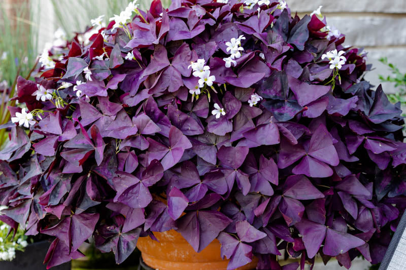 Oxalis Triangularis Flower seeds for Planting - Bright Blooms, Heirloom & GMO Free Seeds for Home Garden