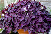 Oxalis Triangularis Flower seeds for Planting - Bright Blooms, Heirloom & GMO Free Seeds for Home Garden