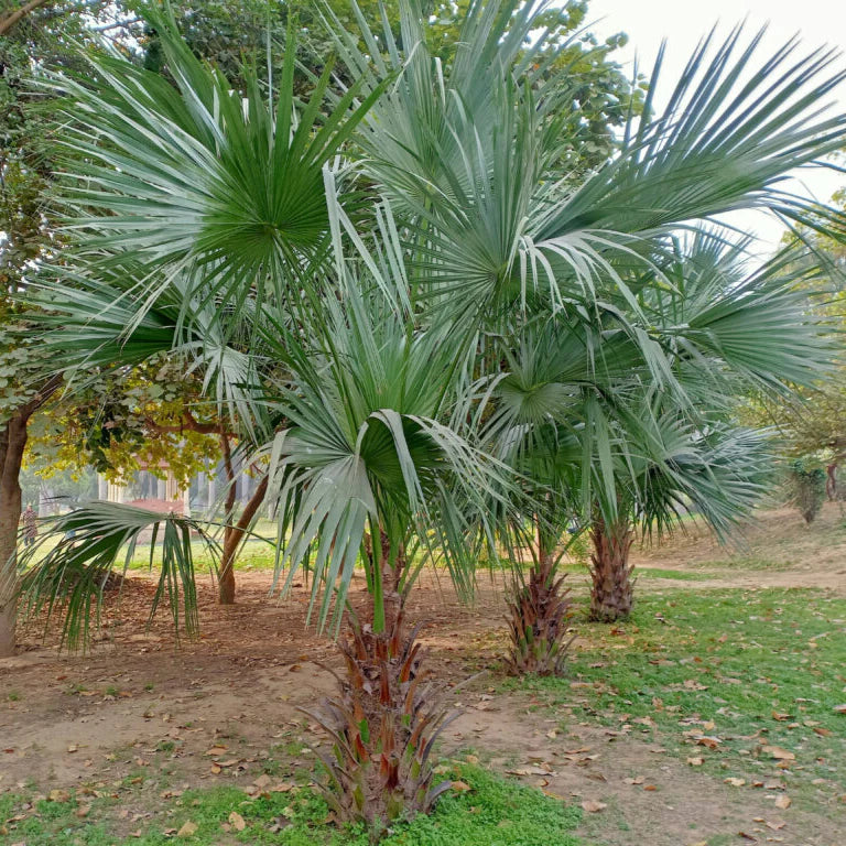 Gray Chamaerops Humilis Flower seeds for Planting - Colorful Display, Heirloom & GMO Free Seeds for Home Garden