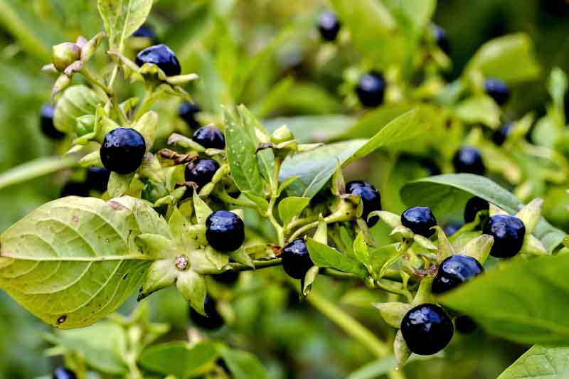Black Belladonna Seeds for Planting  Unique and Mysterious Garden Addition
