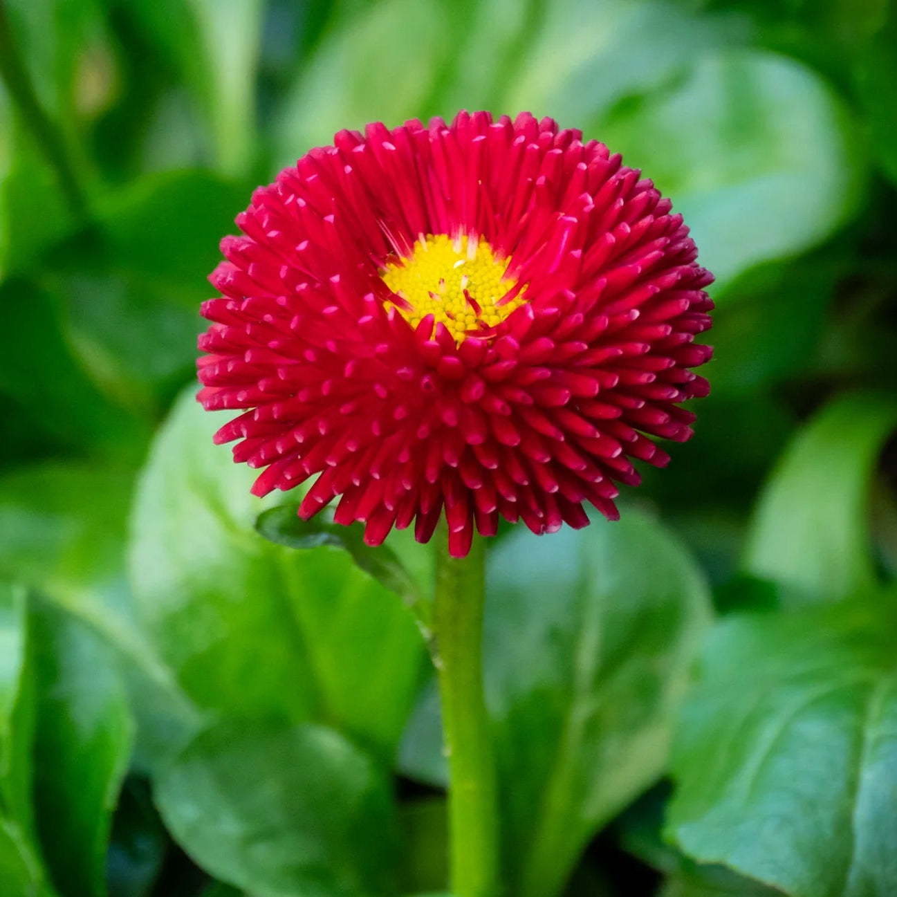 Red Perennis Flower seeds for Planting - Low Maintenance, Heirloom & GMO Free Seeds for Home Garden