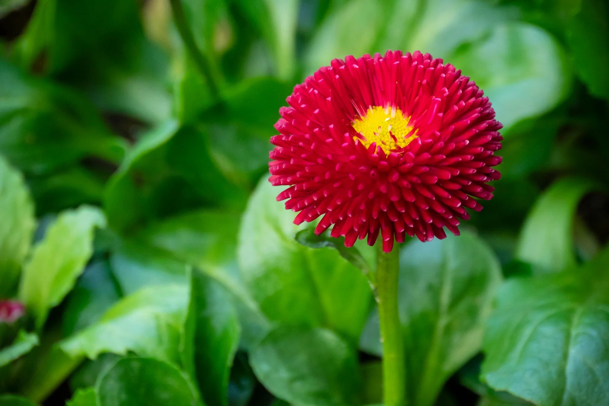 Red Bellis Flower seeds for Planting - Bright Blooms, Heirloom & GMO Free Seeds for Home Garden