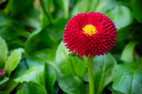 Red Bellis Flower seeds for Planting - Bright Blooms, Heirloom & GMO Free Seeds for Home Garden