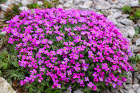 Light Pink Rock CRESS Flower Seeds for Planting  Easy-Grow Perennial Seeds