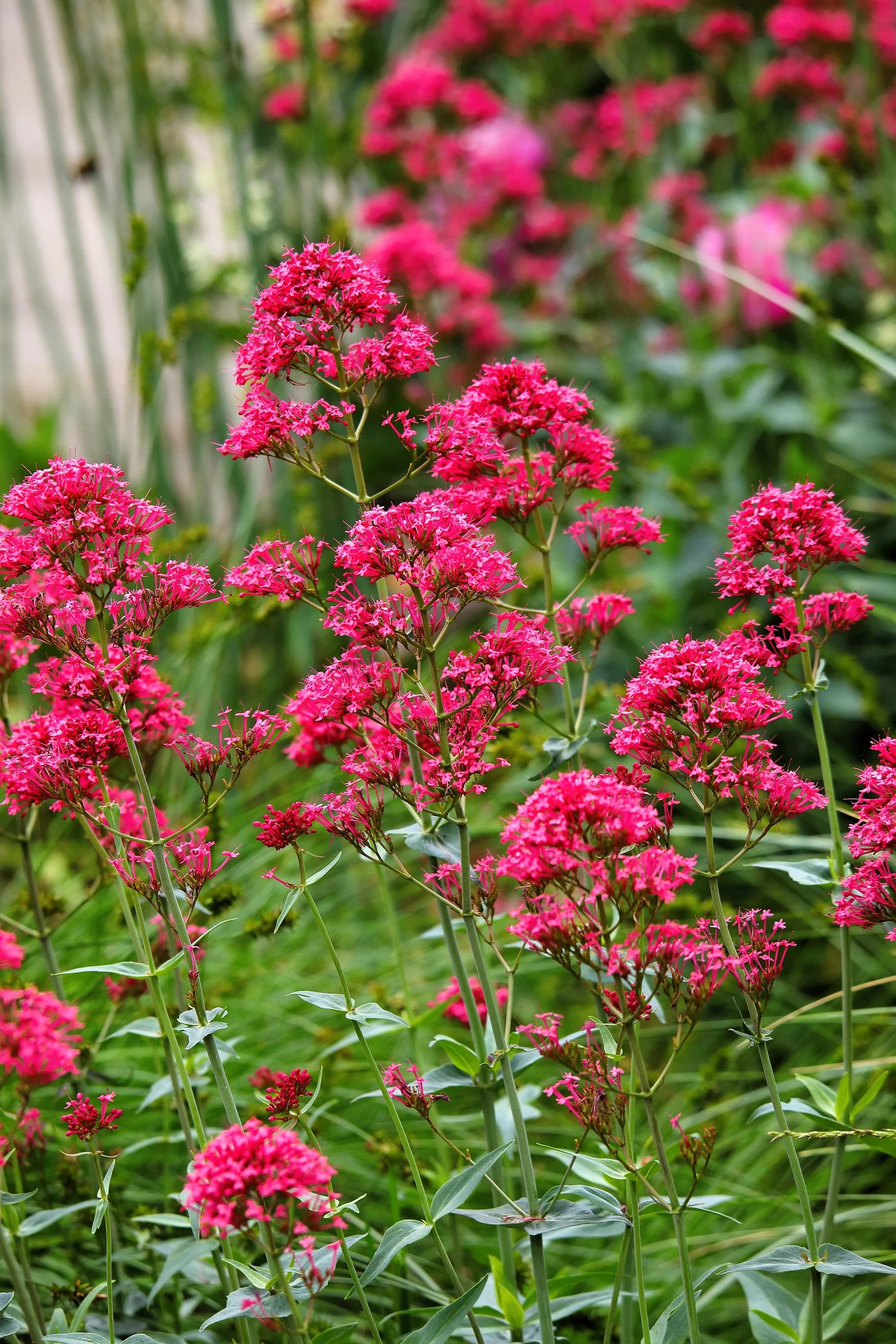 Red Jupiter's Beard Flower Seeds - Perennial Planting for Vibrant Blooms