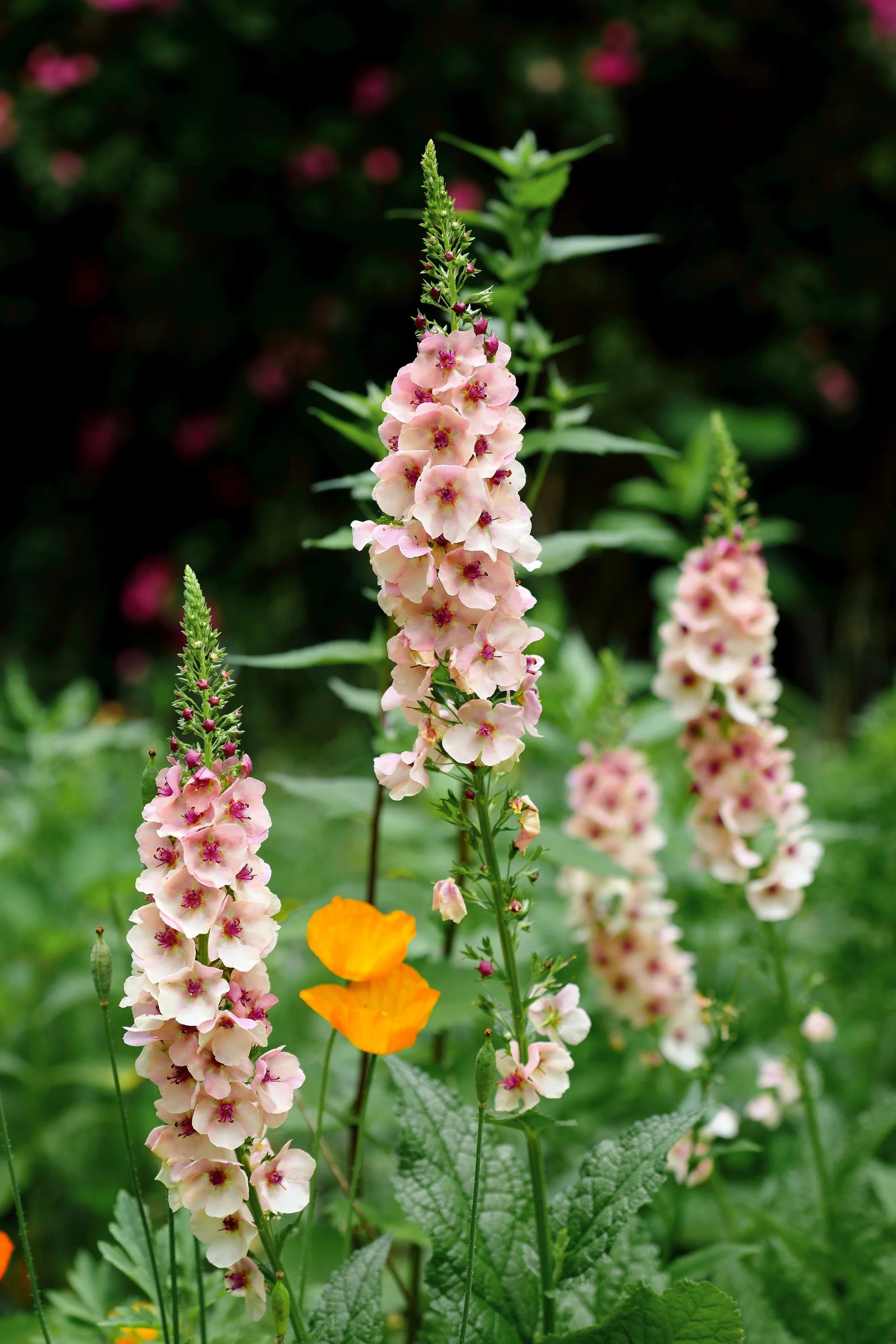 Mixed Verbascum Flower Seeds for Planting
