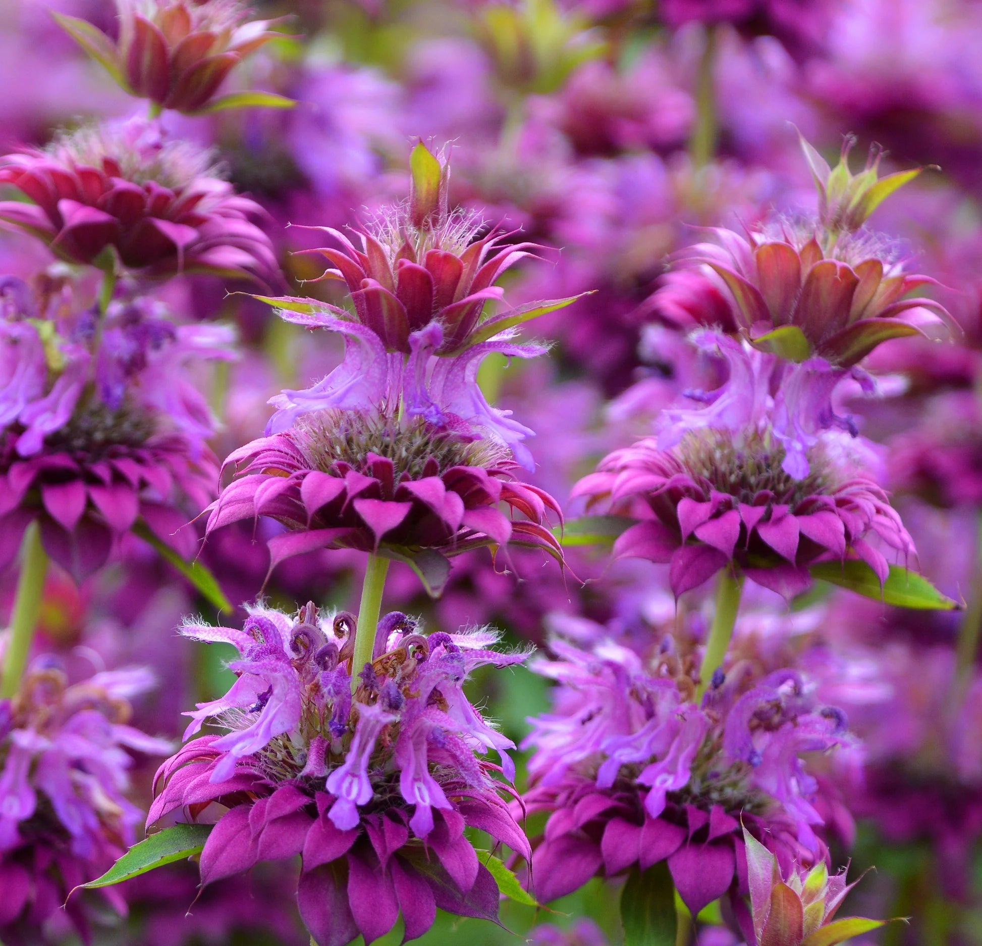 Violet Citriodora Flower Seeds  Easy Planting