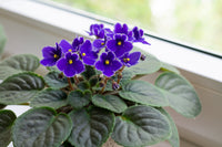 Saintpaulia Flower seeds for Planting Long Bloom Season Heirloom & GMO Free Seeds for Home Garden