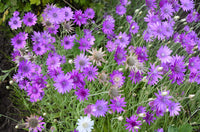 Lavender Xeranthemum Flower seeds for Planting - Long Bloom Season, Heirloom & GMO Free Seeds for Home Garden