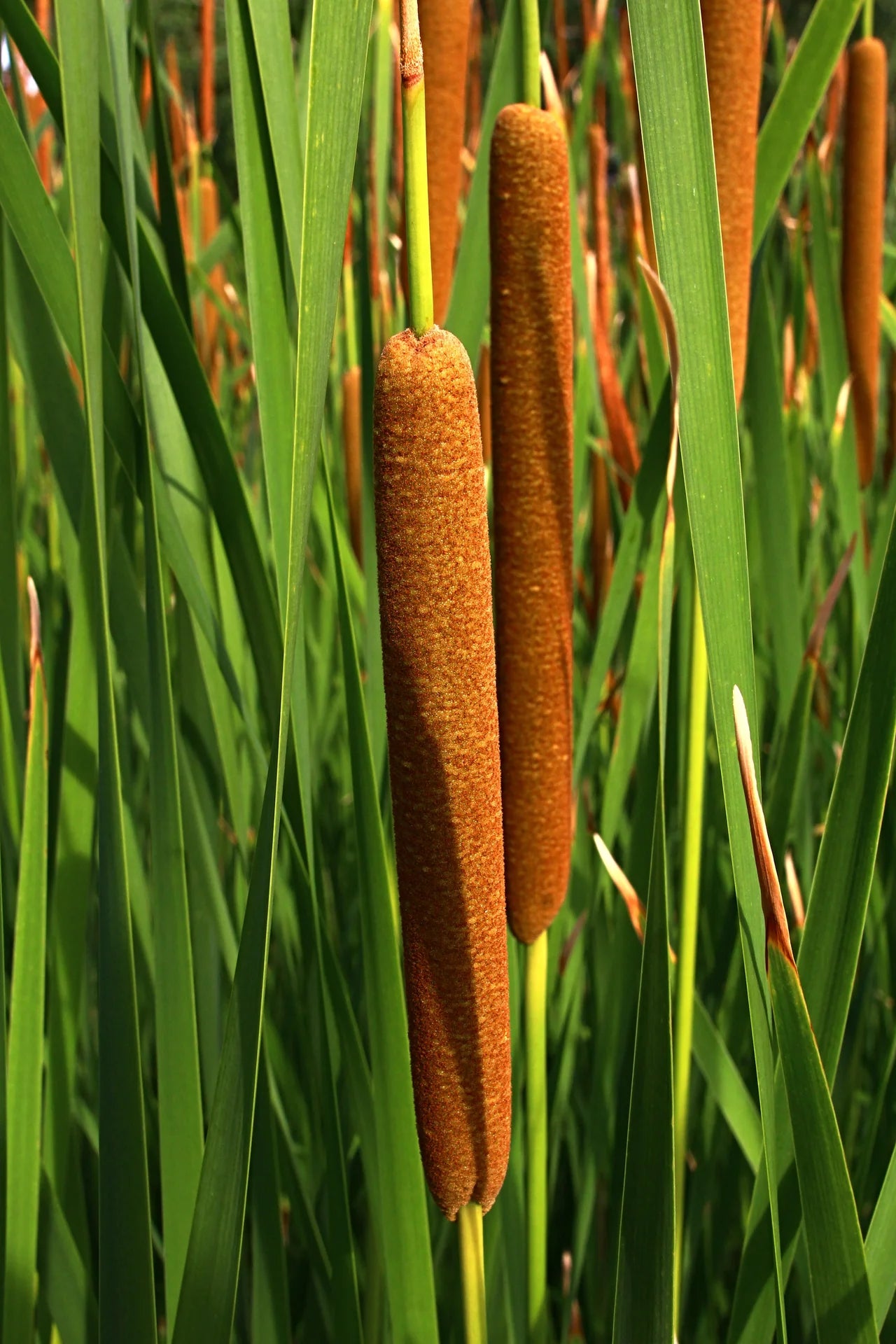 Cattails Flower seeds for Planting Seasonal Bloomer Heirloom & GMO Free Seeds for Home Garden
 
 Sale