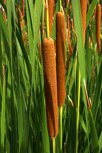 Cattails Flower seeds for Planting Seasonal Bloomer Heirloom & GMO Free Seeds for Home Garden
 
 Sale
