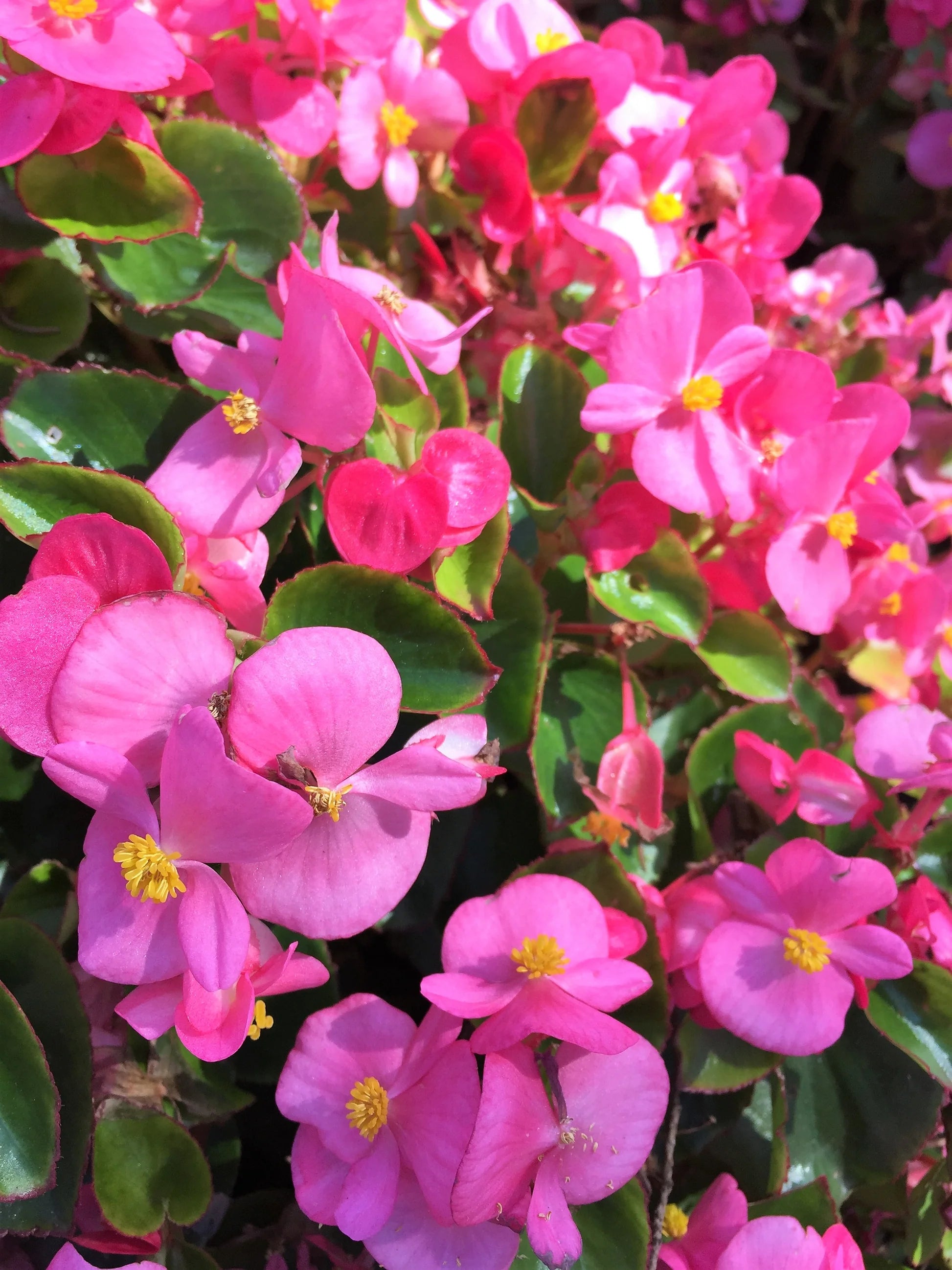 Begonia Super Olympia Rose Flower Seeds for Planting flower bed