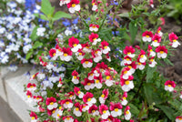 Red White Nemesia Strumosa Flower seeds for Planting - Sun Loving, Heirloom & GMO Free Seeds for Home Garden