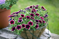Dark Purple Magenta Petunia Seeds Flower seeds for Planting - Hardy Variety, Heirloom & GMO Free Seeds for Home Garden
