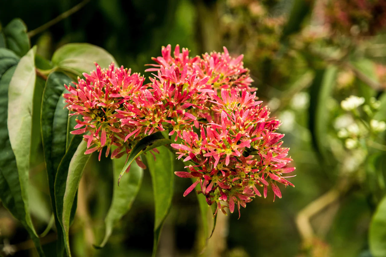 Heptacodium Miconioides Seven Sons Flower Shrub Seeds