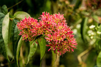 Heptacodium Miconioides Seven Sons Flower Shrub Seeds