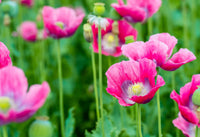 Pepperbox Flower seeds for Planting Wildflower Mix Heirloom & GMO Free Seeds for Home Garden