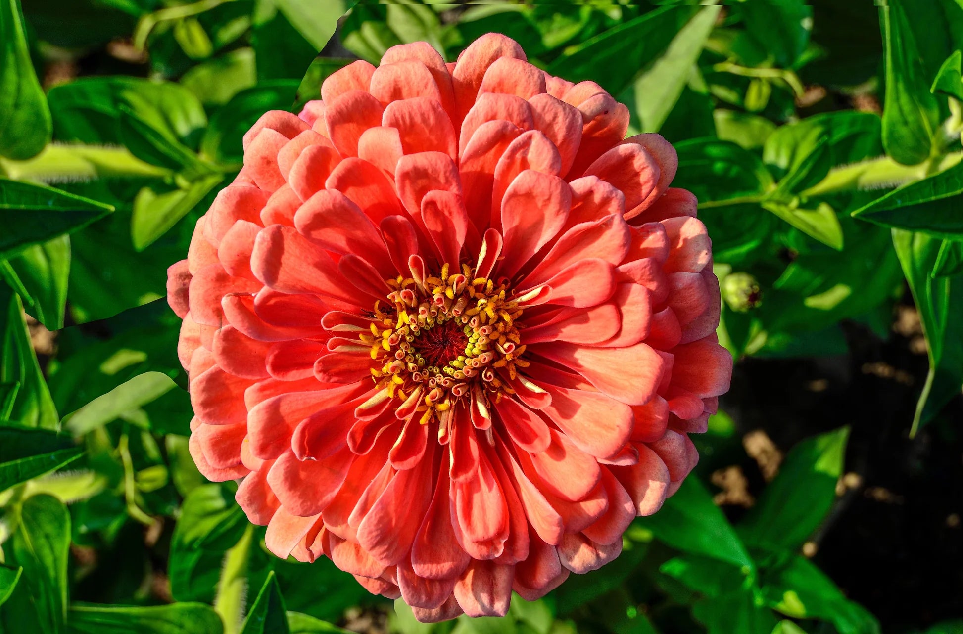 Zinnia Salmon Queen Flower seeds for Planting Cut Flower Favorite Heirloom & GMO Free Seeds for Home Garden