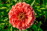 Zinnia Salmon Queen Flower seeds for Planting Cut Flower Favorite Heirloom & GMO Free Seeds for Home Garden