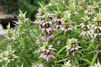 Purple Monarda Punctata Flower seeds for Planting - Shade Tolerant, Heirloom & GMO Free Seeds for Home Garden